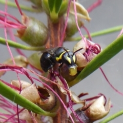 Hylaeus (Gnathoprosopis) amiculinus (Hylaeine colletid bee) at ANBG - 16 Mar 2019 by Christine