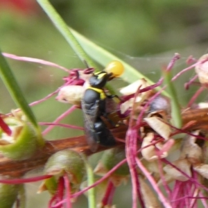 Hylaeus (Gnathoprosopis) amiculinus at Acton, ACT - 16 Mar 2019