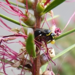 Hylaeus (Gnathoprosopis) amiculinus at Acton, ACT - 16 Mar 2019