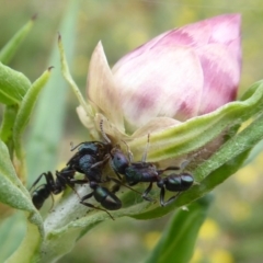 Rhytidoponera metallica (Greenhead ant) at Hackett, ACT - 16 Mar 2019 by Christine