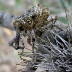 Orthorhinus cylindrirostris (Elephant Weevil) at Googong, NSW - 16 Mar 2019 by Wandiyali