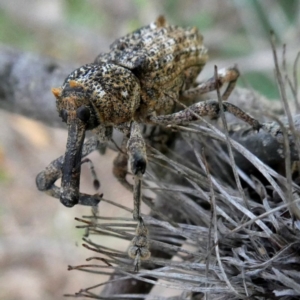 Orthorhinus cylindrirostris at Googong, NSW - 16 Mar 2019