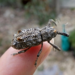 Orthorhinus cylindrirostris at Googong, NSW - 16 Mar 2019 05:20 PM