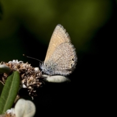 Nacaduba biocellata (Two-spotted Line-Blue) at ANBG - 15 Mar 2019 by AlisonMilton