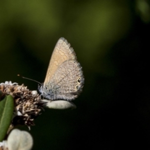 Nacaduba biocellata at Acton, ACT - 15 Mar 2019 02:33 PM