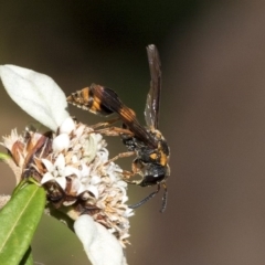 Eumeninae (subfamily) (Unidentified Potter wasp) at ANBG - 15 Mar 2019 by AlisonMilton