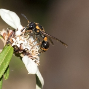 Eumeninae (subfamily) at Acton, ACT - 15 Mar 2019 02:36 PM