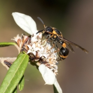 Eumeninae (subfamily) at Acton, ACT - 15 Mar 2019 02:36 PM