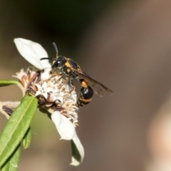 Eumeninae (subfamily) at Acton, ACT - 15 Mar 2019 02:36 PM