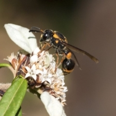 Eumeninae (subfamily) at Acton, ACT - 15 Mar 2019 02:36 PM