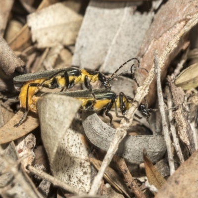 Chauliognathus lugubris (Plague Soldier Beetle) at ANBG - 15 Mar 2019 by AlisonMilton