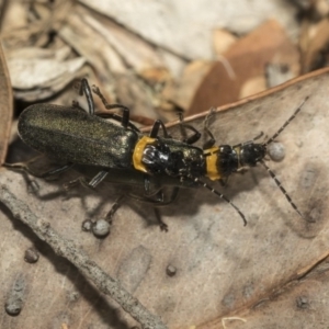 Chauliognathus lugubris at Acton, ACT - 16 Mar 2019 10:00 AM