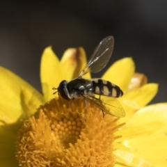 Melangyna viridiceps (Hover fly) at Acton, ACT - 16 Mar 2019 by AlisonMilton