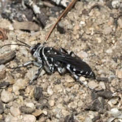 Turneromyia sp. (genus) (Zebra spider wasp) at Acton, ACT - 16 Mar 2019 by AlisonMilton