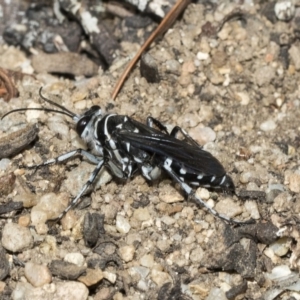 Turneromyia sp. (genus) at Acton, ACT - 16 Mar 2019