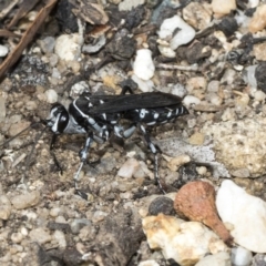 Turneromyia sp. (genus) at Acton, ACT - 16 Mar 2019