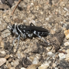Turneromyia sp. (genus) at Acton, ACT - 16 Mar 2019
