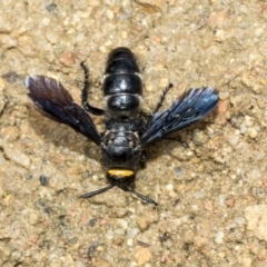 Scolia (Discolia) verticalis (Yellow-headed hairy flower wasp) at Acton, ACT - 16 Mar 2019 by AlisonMilton