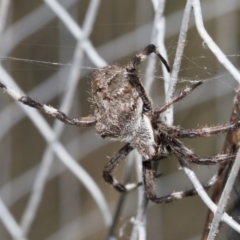 Hortophora sp. (genus) (Garden orb weaver) at Hackett, ACT - 16 Mar 2019 by AlisonMilton