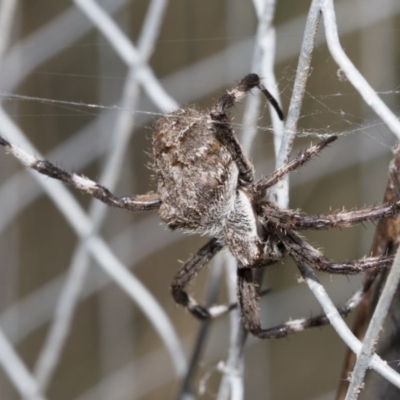 Hortophora sp. (genus) (Garden orb weaver) at Hackett, ACT - 16 Mar 2019 by AlisonMilton