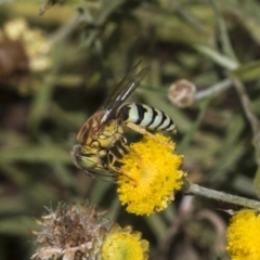 Bembix sp. (genus) (Unidentified Bembix sand wasp) at ANBG - 16 Mar 2019 by AlisonMilton