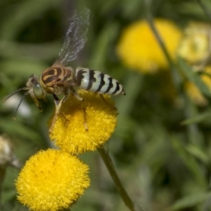 Bembix sp. (genus) at Hackett, ACT - 16 Mar 2019 11:46 AM