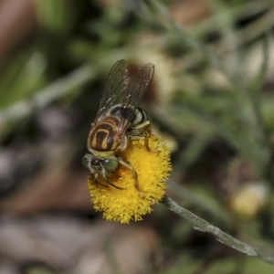 Bembix sp. (genus) at Hackett, ACT - 16 Mar 2019 11:46 AM