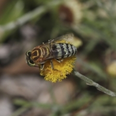 Bembix sp. (genus) at Hackett, ACT - 16 Mar 2019 11:46 AM