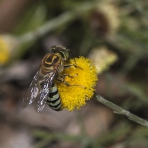 Bembix sp. (genus) at Hackett, ACT - 16 Mar 2019 11:46 AM