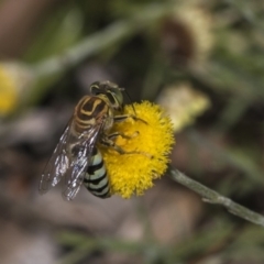 Bembix sp. (genus) at Hackett, ACT - 16 Mar 2019