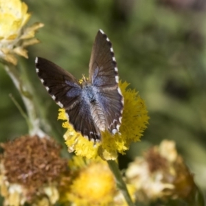 Theclinesthes serpentata at Acton, ACT - 16 Mar 2019