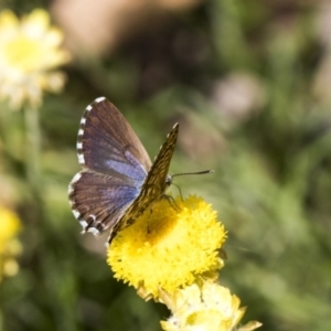 Theclinesthes serpentata at Acton, ACT - 16 Mar 2019