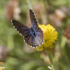 Theclinesthes serpentata at Acton, ACT - 16 Mar 2019 11:57 AM