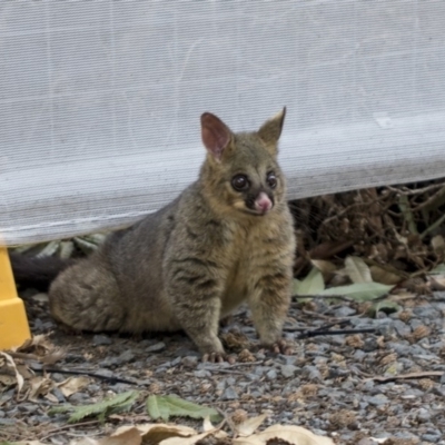 Trichosurus vulpecula (Common Brushtail Possum) at Acton, ACT - 16 Mar 2019 by AlisonMilton