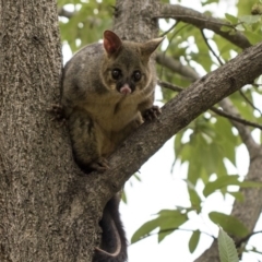 Trichosurus vulpecula at Acton, ACT - 16 Mar 2019 02:05 PM