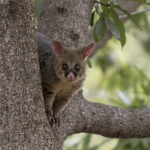 Trichosurus vulpecula at Acton, ACT - 16 Mar 2019 02:05 PM