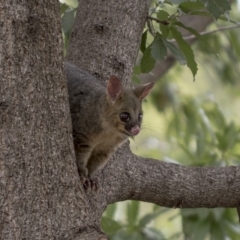 Trichosurus vulpecula at Acton, ACT - 16 Mar 2019 02:05 PM