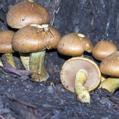 Gymnopilus junonius (Spectacular Rustgill) at Acton, ACT - 16 Mar 2019 by AlisonMilton