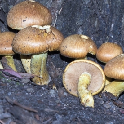 Gymnopilus junonius (Spectacular Rustgill) at Acton, ACT - 16 Mar 2019 by Alison Milton