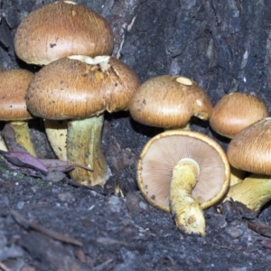 Gymnopilus junonius at Acton, ACT - 16 Mar 2019