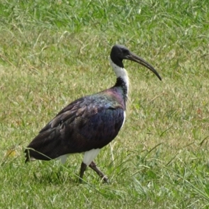 Threskiornis spinicollis at Parkes, ACT - 8 Mar 2019