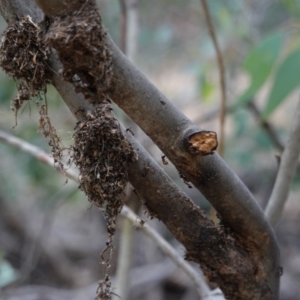 Papyrius nitidus at Hughes, ACT - suppressed