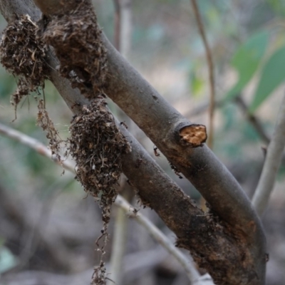 Papyrius nitidus (Shining Coconut Ant) at Hughes, ACT - 16 Mar 2019 by JackyF