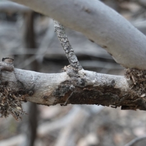 Papyrius nitidus at Hughes, ACT - suppressed