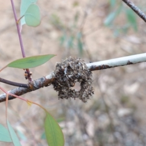 Papyrius nitidus at Hughes, ACT - suppressed