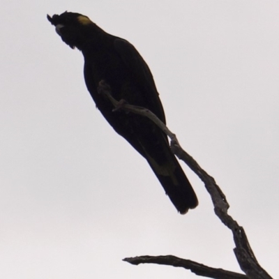 Zanda funerea (Yellow-tailed Black-Cockatoo) at Deakin, ACT - 16 Mar 2019 by JackyF
