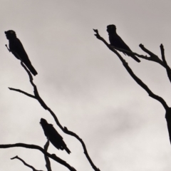 Zanda funerea at Deakin, ACT - 16 Mar 2019 05:15 PM