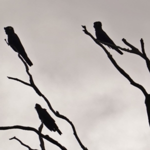 Zanda funerea at Deakin, ACT - 16 Mar 2019 05:15 PM