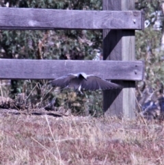 Coracina novaehollandiae (Black-faced Cuckooshrike) at Paddys River, ACT - 16 Apr 2019 by davobj