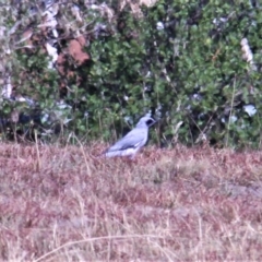 Coracina novaehollandiae at Paddys River, ACT - 16 Apr 2019